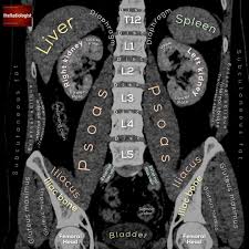 Nem Erheto El Leiras A Fenykephez Radiology Student Medical Anatomy Radiology