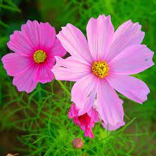 Pin On Flowers