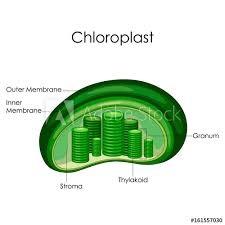 Education Chart Of Biology For Chloroplast Diagram Buy