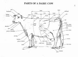 Parts Of A Dairy Cow Key Dairy Cows Wine Recipes Cow