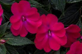 Image result for Impatiens gesneroidea