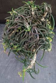 Image result for Euphorbia kilwana