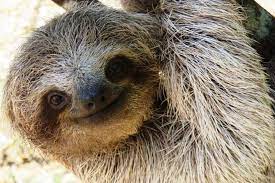 Jul 23, 2018 · a sloth is a mammal that weighs from 7 to 19 pounds and found in the rainforest of central and south america. Sloth Experience Und Kulturstadte Halbtagesausflug Von San Jose 2021 Tiefpreisgarantie