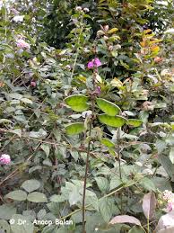 Image result for Lablab purpureus