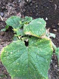 Pseudomonas Syringae On Cucumbers Recognizing Bacterial Leaf Spot Symptoms