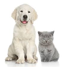 Les animaux vivent s'y réfugier,. Vente D Animaux En Ligne Un Commerce Mieux Encadre Mais Toujours Des Pratiques Illegales Actualite Ufc Que Choisir