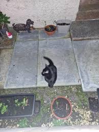 Clackmannanshire lost & found animals 🐶🐱