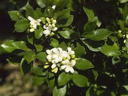 Maybe you would like to learn more about one of these? Find Plants Mock Orange