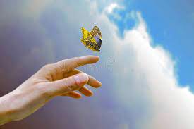 In the video colourful butterflies are flying in the sky. 868 Yellow Butterfly Flying Sky Photos Free Royalty Free Stock Photos From Dreamstime