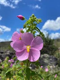 Image result for Kosteletzkya grantii