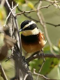 Black Bird With Red Spot On Chest Elegant Crescent Chest Melanopareia Elegans Pretty Birds Beautiful Birds Bird