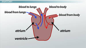 The upper chambers, the right and left atria, receive incoming blood. Three Chambered Heart Definition Anatomy Video Lesson Transcript Study Com
