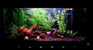 Juwel Rio 110l Aquarium Rio
