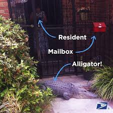 Rain Sleet Hail Or Alligator Post Office Office Humor Us Postal Service