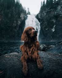 Baby pictures are among the most popular types of portrait photography, and most newborn photographers are well versed in the best places to take baby pictures in their local areas. Meet 10 Of The Best Dog Photographers Domestika