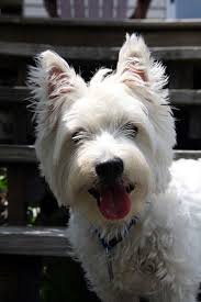 Big Smiles On A Beautiful Autumn Day Fall Westie Cesar Cesarcuisine Puppy Puppies Dogs Dogbreeds Breeds D Puppy Photos Puppies Easiest Dogs To Train