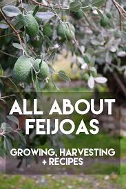 Image result for Feijoa