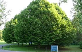 gürgen ağacı ile ilgili görsel sonucu