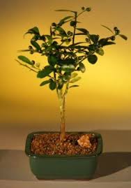 Did you scroll all this way to get facts about kumquat bonsai? Kinzu Orange Bonsai Tree Fortunella Hindsii