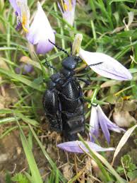 Die Olkafer Sind Da Sonja Schwingesbauer