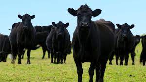 Apia anunţă sumele alocate şi cuantumurile pentru ajutoarele naţionale tranzitorii în sectorul vegetal 701/2017. SubvenÈ›ie Apia Vaci Carne Pe 2018 Suma PlÄƒtitÄƒ Pe Cap De BovinÄƒ