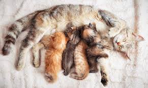 7 Foolproof Tips To Bathe Your Cat