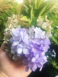 Cara Mengubah Warna Bunga Hydragea Blog Sihatimerahjambu