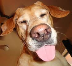 Funny Dog Cute Funny Dogs Silly Dogs Dog Cat Pictures