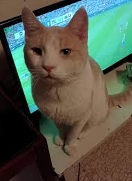 I still have this sweet baby looking for a home