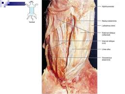 This video shows an overview of some arteries and veins in the cat during a cat dissection for anatomy and physiology. Cat Dissection Lab Labeled Images