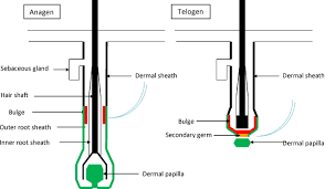 Detox and beautify your skin and hair with activated charcoal. Review Of Hair Follicle Dermal Cells Journal Of Dermatological Science