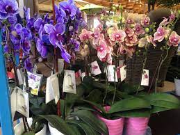 Pin By Down To Earth Living On Garden Center Plants Garden Center Stunningly Beautiful