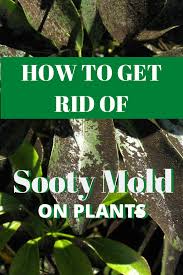 I know it's connected to the pecan trees. How To Remove Black Sooty Mold Garden Down South Citrus Plant Jasmine Plant Citrus Tree Garden