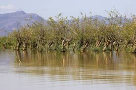 Image result for Aeschynomene elaphroxylon