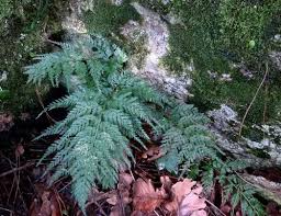 Image result for Asplenium cancellatum