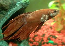 Betta fish aquariums & betta tank inspiration | aquariadise. Aquarium Salt For Freshwater Tanks Fish Care