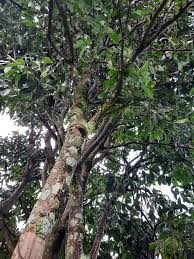 Image result for Teclea