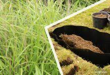 wurzelsperre fur chinaschilf sinnvoll schilf mit rhizomsperre eingrenzen chinaschilf schilf pflanzen
