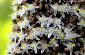 Image result for Palisota schweinfurthii