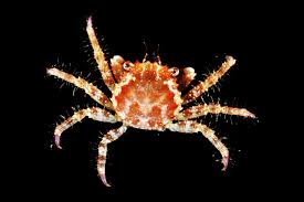 Image result for Mitrasacmopsis quadrivalvis