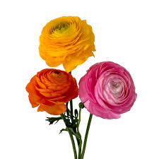 Image result for Ranunculus stagnalis