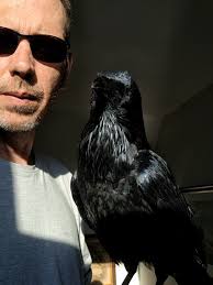 Understanding the Differences Between Crows and Ravens