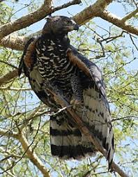 Image result for no Revelation 12 Great Eagle rescue Africa