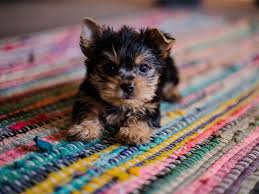 Our goal is to ensure our rescued pets go to their forever home and never end up back in the system. Our Yorkies Pj Yorkies