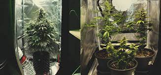 Cannabis (/ˈkænəbɪs/) is a genus of flowering plants in the family cannabaceae. Mikro Cannabisanbau Grossartiges Weed In Winzigen Raumen Anbauen Rqs Blog