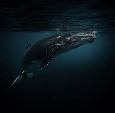 Humpback Whale Mother Milk Whale Baby Whale