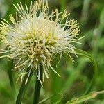 Image result for Cyperus mollipes