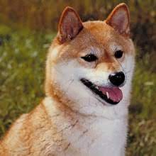 The american kennel club is specific on the types and locations of cream markings for each color. Puppyfind Shiba Inu Puppies For Sale