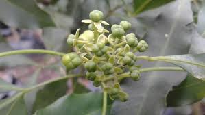 Image result for Vepris