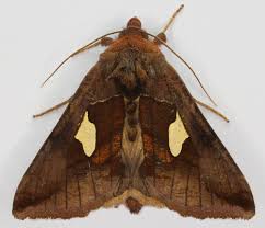 Image result for Autographa bractea